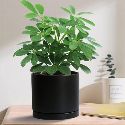 2 Pack Ceramic Plant Saucer Pot Tray 7 Inch, Planter Saucers 4 5 6 7 8 9 10 11 12 13 Inch for Indoors Outdoor, Durable Sturdy Flower Drainage drip Water Tray for Glazed Pots Base (7 Inch-Black)