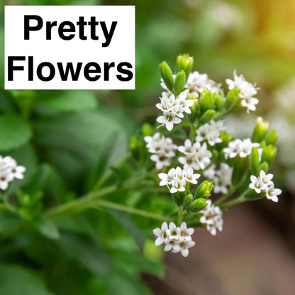 Live Stevia rebaudiana Plants, Sweet Leaf or Sugar Leaf, Natural Sugar Substitute Herb, Easy to Grow (2 stevia sacs)