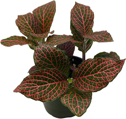 BubbleBlooms Red Fittonia Albivenis Nerve Plant in a 4 inch Pot Silver Net Leaf, Mosaic Jewel Creeping Indoor Plant verschaffeltii