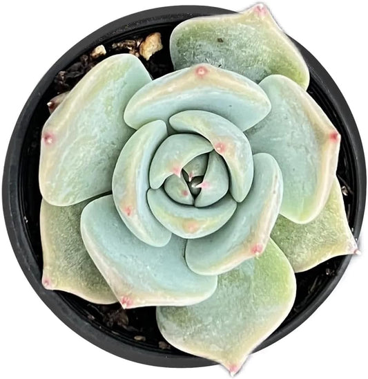 2" Rare Succulent Echeveria 'Bikachao', Live Succulents Plants Fully Rooted in Grower Pots, Unique Gift for Wedding Favor, Party Favor