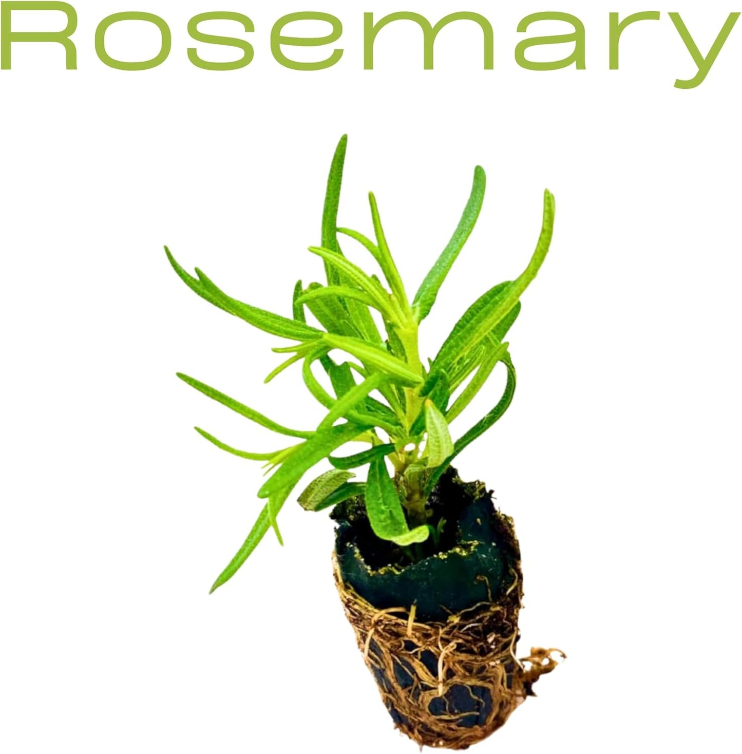 Live Herb Plants Seedling Plug Size – Basil, Thyme, Sage, Oregano, Peppermint & Rosemary | Ready-to-Plant Garden Starter Plugs (Not Potted)