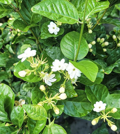 Sambac Jasmine Live Plant Frangant Jasmine Shurb White Jasmines Flowers Bush Plant 8-10 Inch Tall in 3 Inch Pot
