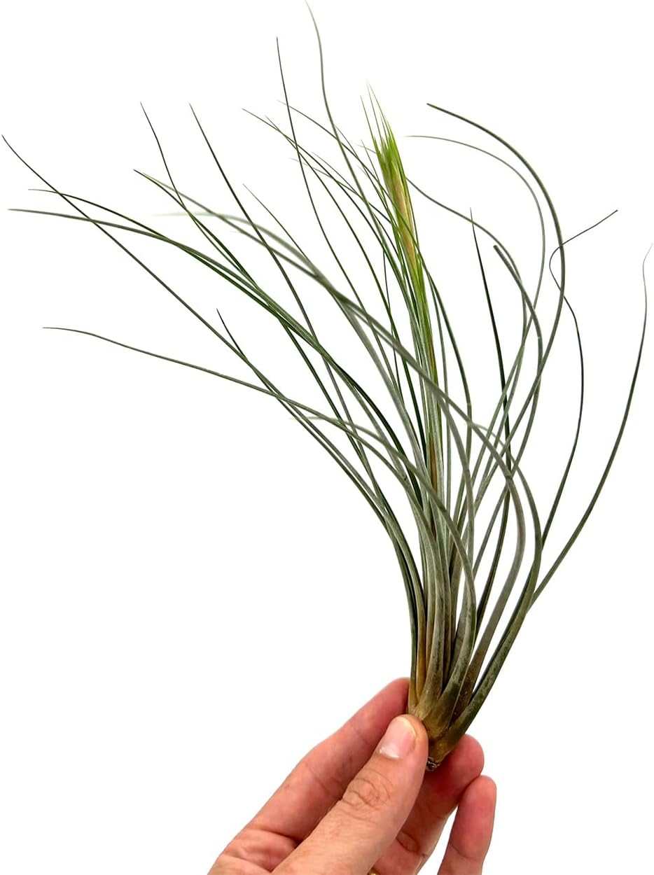 Air Plants - Tillandsia Juncea, Jumbo 8-12" - 5ct - Live Arrival Guaranteed - House Plants for Home Decor & Gift