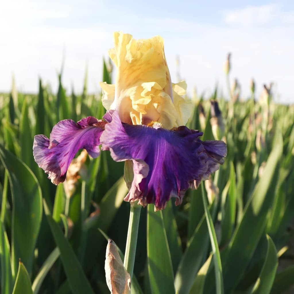 Jurassic Park Reblooming Bearded Iris - Grows Year After Year - Perennial, Fragrant & Great for Cut Floral Arrangements - Easy to Grow Fall Planting Bulbs by Willard & May