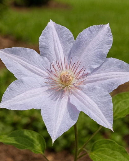 Perennial Farm Clematis Boulevard® Tranquilite™ Hybrid– Live Clematis Vine in 4 Quart Container, Pale Lavender Blooms, Compact Climber, Long Blooming, Ideal for Trellises, Containers & Fences