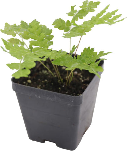Greenwood Nursery: Live Perennial Plants - Cinnamon Fern + Osmundastrum Cinnamomeum - [Qty: 2X Pint Pots] - (Click for Other Available Plants/Quantities)