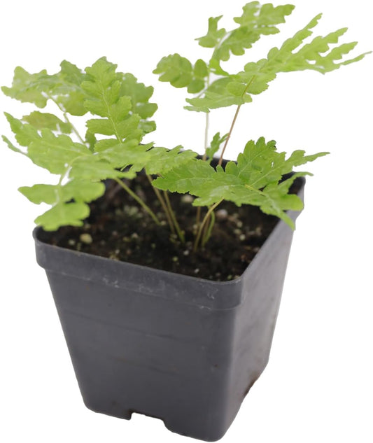 Greenwood Nursery: Live Perennial Plants - Cinnamon Fern + Osmundastrum Cinnamomeum - [Qty: 2X Pint Pots] - (Click for Other Available Plants/Quantities)