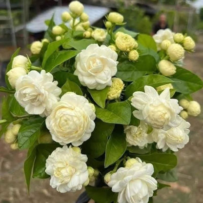 2 Duke of Tuscany Jasmine Plants Live, Climbing Jasmine Indoor Outdoor Live, Fragrant, 5-9" in Tall, No Pot, Hardy and Fast-Growing