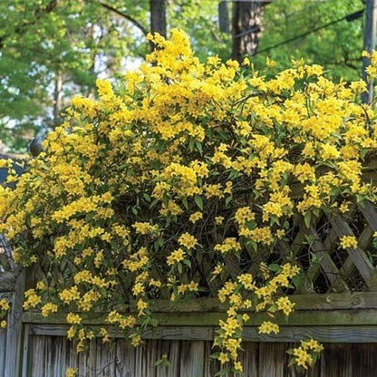 Carolina Jasmine | 60 Live Plants | Gelsemium Sempervirens | Fragrant Yellow Blooms, Evergreen Vine, Low Maintenance, Fast Growing, Climbing, Attracts Pollinators, Garden Trellis