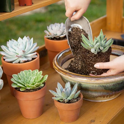 Briful 12 PCS Mini Terracotta Plant Pots 3.1"x2.9" Flower Pots Clay Pottery Planter with Saucer and Drainage Hole Cactus Succulent Nursery Pots- Great for Plants,Crafts