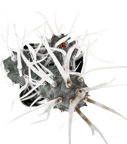 Sprout N Green Paper Spine Cactus, Live Tephrocactus articulatus VAR. papyracanthus, Cactus Plant Fully Rooted in 2" Pots with Soil Mix, Houseplant for Indoor Outdoor Home Office Decor