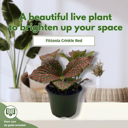 BubbleBlooms Red Fittonia Albivenis Nerve Plant in a 4 inch Pot Silver Net Leaf, Mosaic Jewel Creeping Indoor Plant verschaffeltii