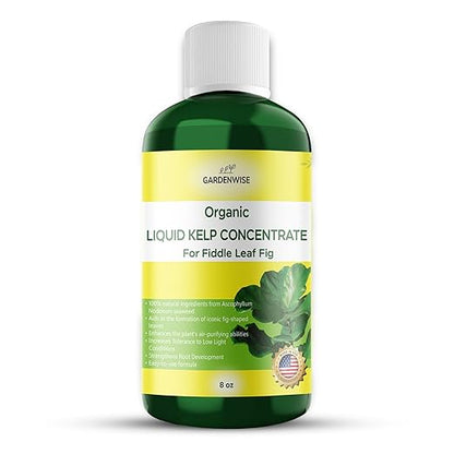 Fiddle Leaf Fig Plant Food – Liquid Seaweed Kelp Fertilizer for Plants – Made in USA (8 OZ)