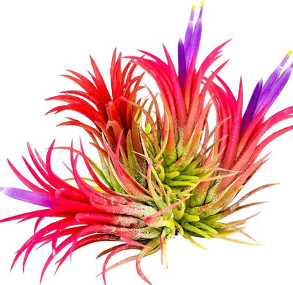 8 Air Plants, Tillandsia Air Plants Live Houseplants for Garden, Red Lonantha Tillandsia Plant, Air Plant