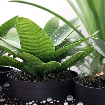 StoneCreek River Rocks, Decorative Garden Stones for Plant Landscaping, Polished Gravel Filler Pebbles for Home Decoration, Vases, Succulents, Flower Beds (6 LBS, Black, Medium)