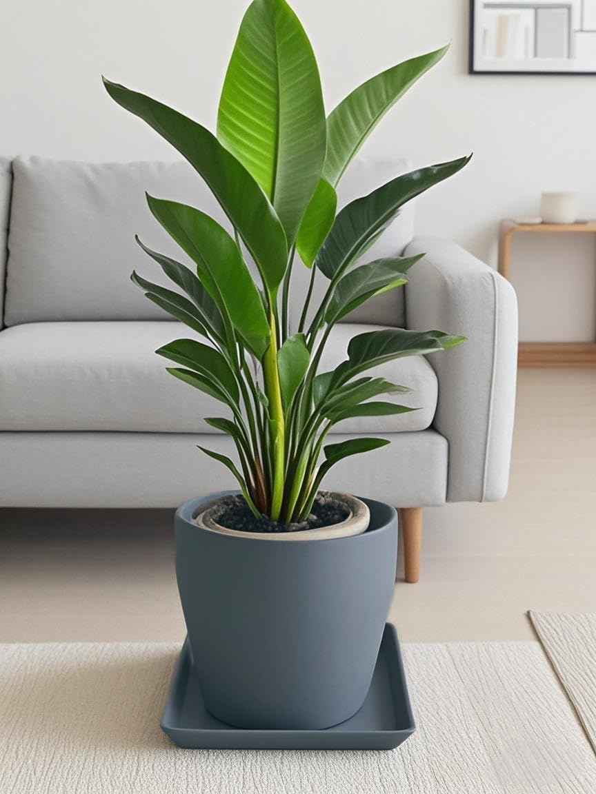 Square Plant Saucer 14 Inch 1 Pack，Plant Trays for Pots, Gray Ceramic Plant Saucers for Indoors Outdoors, Plant Drip Tray 4 6 8 10 12 14 Inch