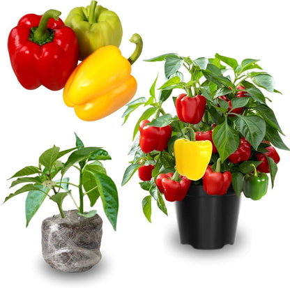 Pack 4 Pepper Plants Live, 80 Days Old Live Pepper Green for Growing, Chili Peppers for Planting, 5 to 9 Inc Tall (Sweet Bell)