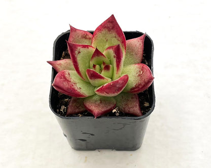 Sprout N Green Echeveria Red Knight | Red Ebony, Mini Live Succulent Fully Rooted in 2 inch Starter Pot, House Plant for Indoor Outdoor Home Office Wedding Decoration Party Favor