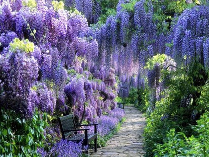 Blue Moon Wisteria Vine - Massive Foot Long Fragrant Flowers - Attract Hummingbirds - 2 - Year Plant