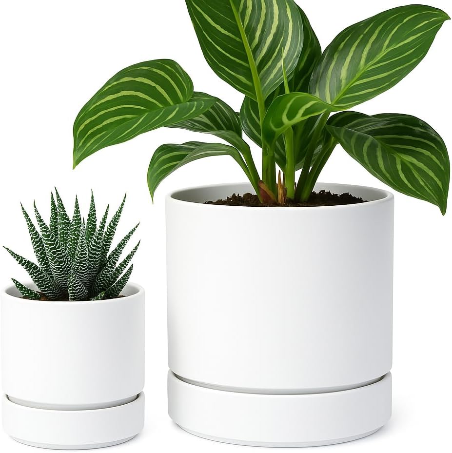 Phoenix Vine 4 Inch and 6 Inch Planter Pot with Drainage Hole & Deep Water Catch Tray Saucer, Straight Cylindrical Round Pot for Plants, Matte White, 23-A-1-Z