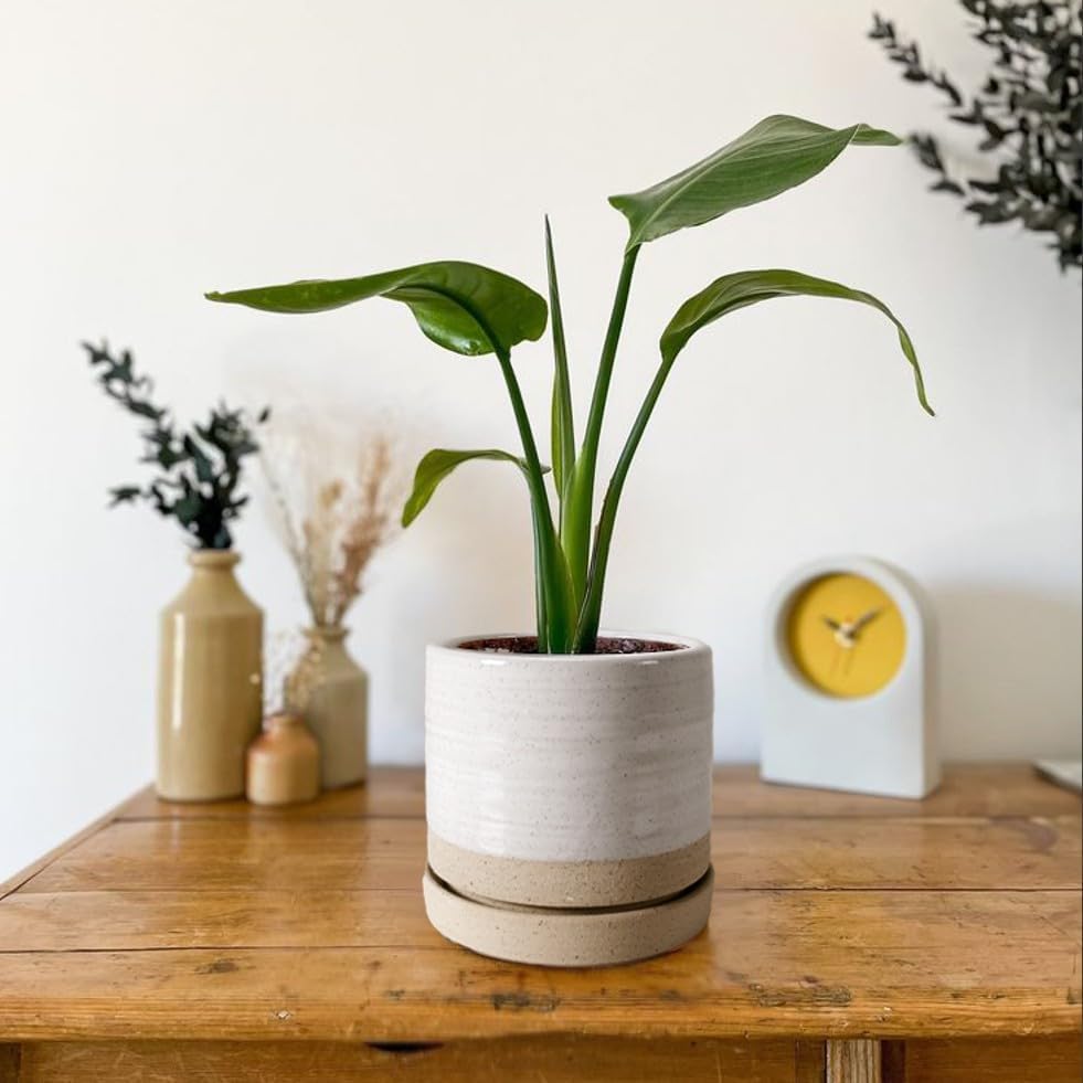6 Inch Plant Pots, Ceramic Planter Pot with Drainage Hole & Saucer, Indoor/Outdoor Cylinder Round Planter Pot, White & Beige Glaze