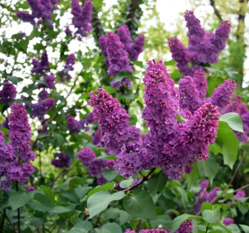 Two Pack of Common Old Fashioned Lilac Bushes - Fragrant Lavender Purple Flowers - 2 Live Plants 1 to 2 Feet Tall - Attract Hummingbirds and Butterflies