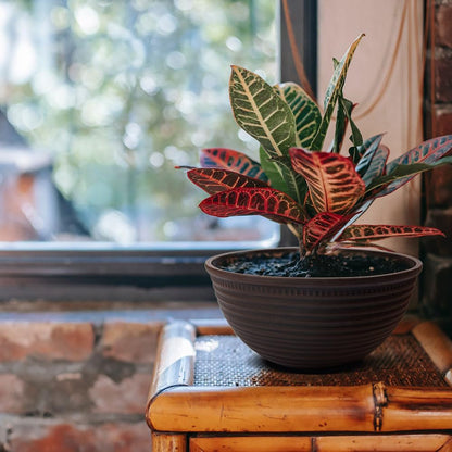 2 Pack 10 Inch Plant Pots,Durable Decorative Flower Pots Planters with Drainage Hole for Indoor and Outdoor Plants,Flowers,Succulents, Brown