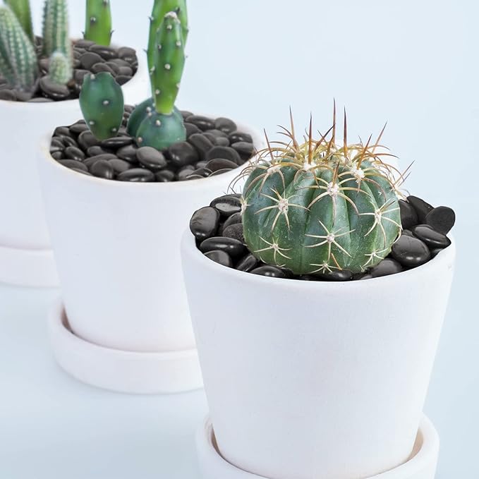 GASPRO 2.5 Pound River Rocks for Plants, Pebbles for Pots Indoor, Polished Decorative Stones for Vases, Home Decor - 1 to 2 Inch