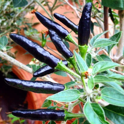 Premium Black Cobra Pepper (Capsicum Annuum) - Rare & Exotic Hot Chili Pepper, Perfect for Home Gardening and Gourmet Cooking (2 bkcbr pep Cups)