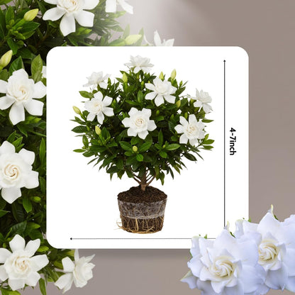 Frostproof Cape Jasmine Plants Live, Arabian Jasmine Plant Indoor, Fragrant Jasmines Flowers 4 to 7 Inch