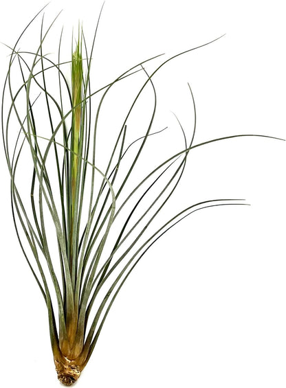 Air Plants - Tillandsia Juncea, Jumbo 8-12" - 3ct - Live Arrival Guaranteed - House Plants for Home Decor & Gift