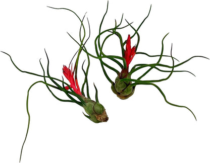Air Plants - Flowering Tillandsia Bulbosa Guatemala, Large 3-5" - 2ct - Live Arrival Guaranteed - House Plants for Home Decor & Gift