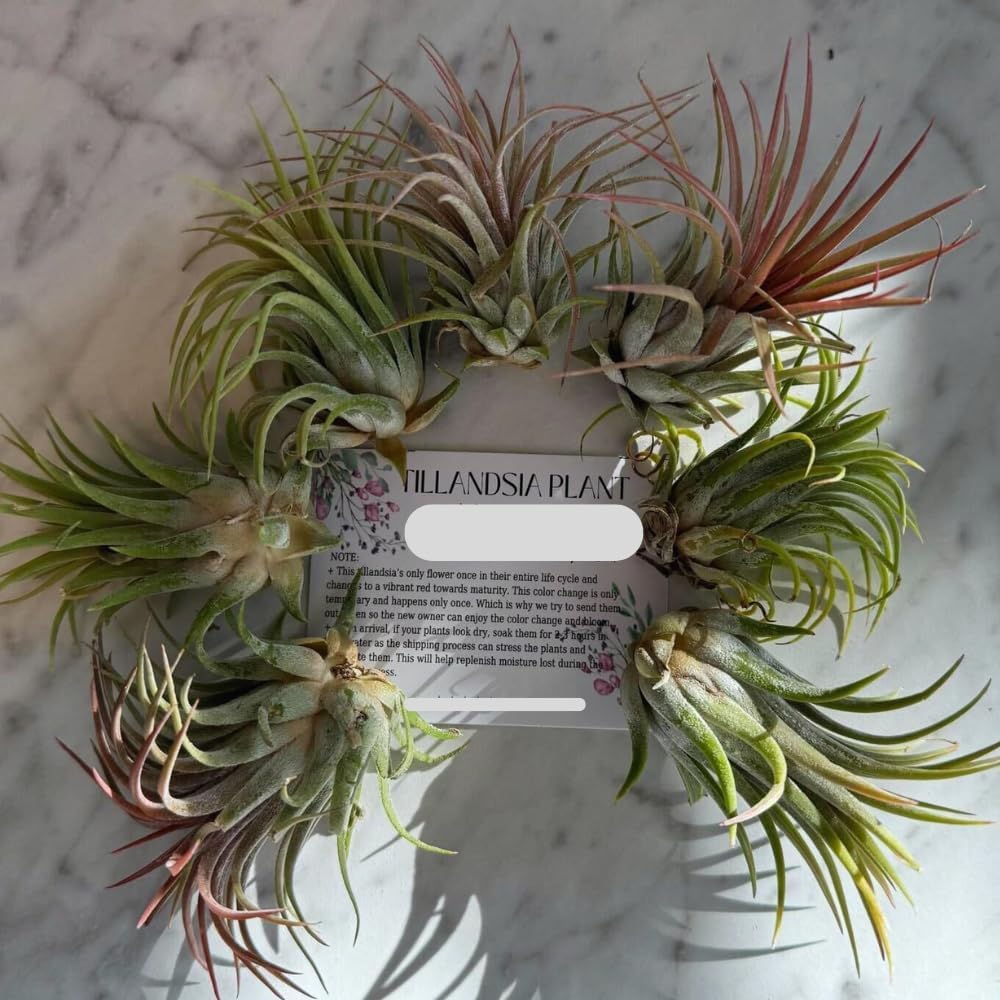 8 Air Plants, Tillandsia Air Plants Live Houseplants for Garden, Red Lonantha Tillandsia Plant, Air Plant