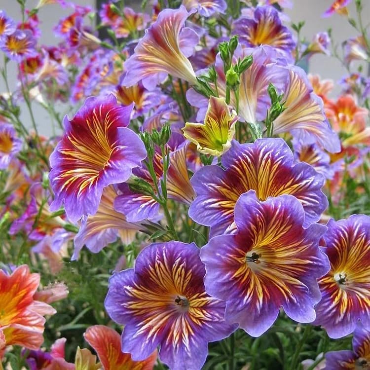 100pcs Rare Chilean Morning Glory Seeds - Mixed Color Blooms for Stunning Annual & Perennial Flowers
