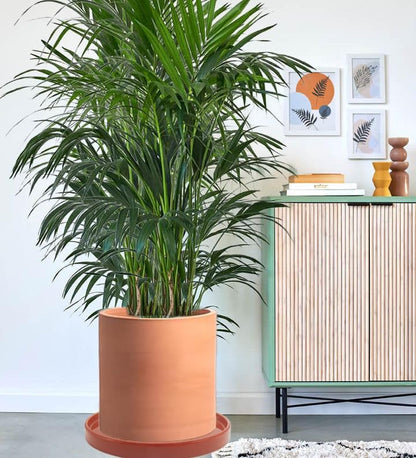 Ceramic Plant Saucer Pot Tray 10.7 Inch, Planter Saucers 6 7 8 9 10 11 12 15 Inch, Durable Sturdy Flower Drainage drip Water Tray for Glazed Pots Base (10.7Inch- Red Terracotta)