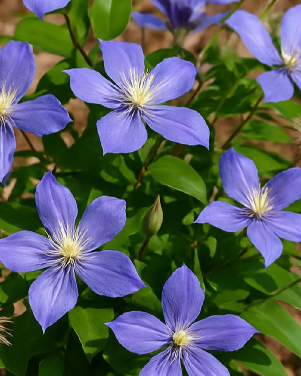 Perennial Farm Clematis 'Arabella' Hybrid – Live Flowering Vine in 4 Quart Container, Violet-Blue Bell-Shaped Blooms, Long Blooming, Non-Clinging Climber, Ideal for Trellises, Arches & Containers