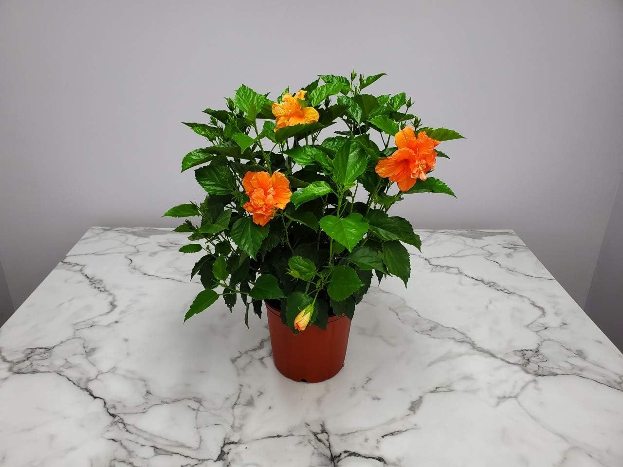 Hibiscus Bush - Double Peach Flowering Plant Live - Overall Height 26" to 28" - Tropical Plants of Florida (Plant Only)