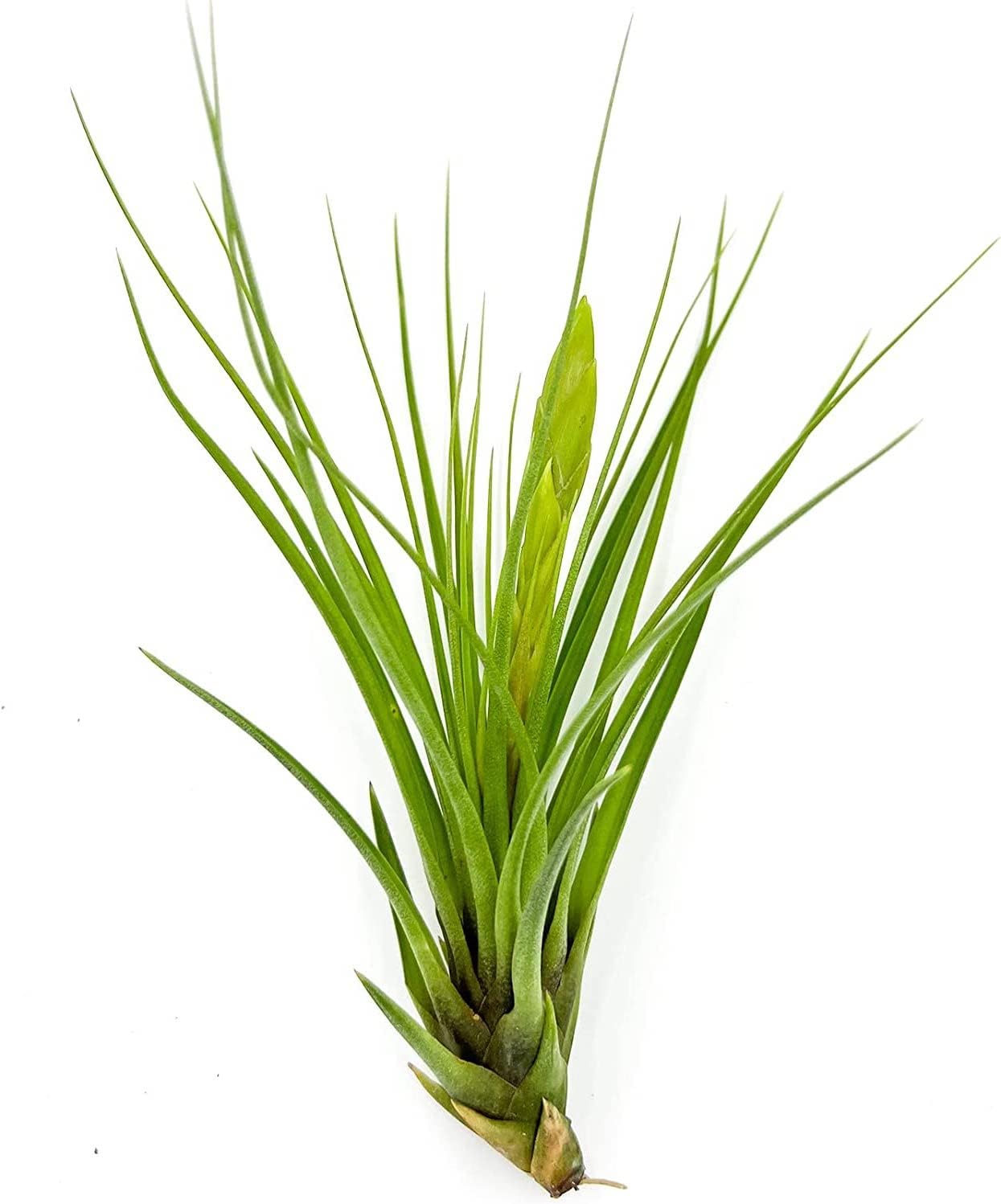 Air Plants - Flowering Tillandsia Melanocrater Tricolor, Large 5" - 3ct - Live Arrival Guaranteed - House Plants for Home Decor & Gift
