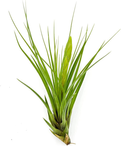 Air Plants - Flowering Tillandsia Melanocrater Tricolor, Large 5" - 3ct - Live Arrival Guaranteed - House Plants for Home Decor & Gift