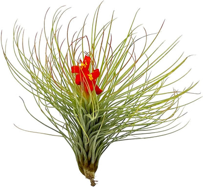 Air Plants - Tillandsia Andreana, Large 4-6" - 1ct - Live Arrival Gauranteed - House Plants for Home Decor & Gift
