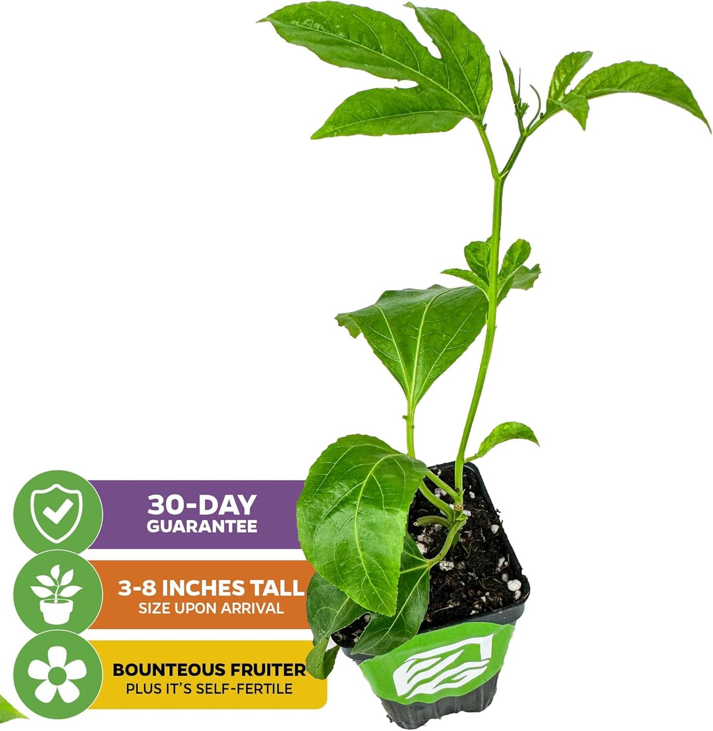 Bounty Passion Fruit Plant Vine – Passiflora by Wellspring Gardens – Sweet, Juicy Fruit – Fast-Growing & Vigorous – Great for Trellises, Fences & Containers (2-Pack)