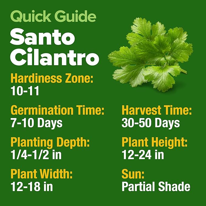 HOME GROWN 𝗨𝗦𝗔 𝗣𝗥𝗘𝗠𝗜𝗨𝗠 500+ Cilantro Seeds (Fast Growing) 𝗡𝗢𝗡-𝗚𝗠𝗢 Heirloom Coriander Seeds for Planting Indoors & Outdoors – Santo Cilantro Herb for Kitchen Garden, High Germination