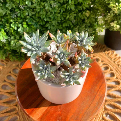 Dudleya Gnoma S.W.McCabe Rare Live Succulent Plants, Over 5 Heads Pot Size 3.4 inches Pink Live Plant, Excludes Pot Soil, Garden Indoor Office Desk, Party Baby Shower Decor, Gift for Plant Enthusiasts