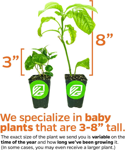 Barbie Pink Guava Tree Live Plant - Psidium guajava by Wellspring Gardens - Tropical Plant Ideal for Gardening and Planting, Fruit Trees Live Plants Outdoor, Grow Delicious Fruit Right at Home