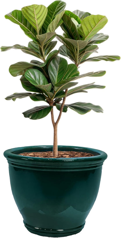 Sunnydaze Studio Large Ceramic Plant Pot - Round Outdoor Glazed Ceramic Planter Pot with Drainage - Dark Green - 18.5 in