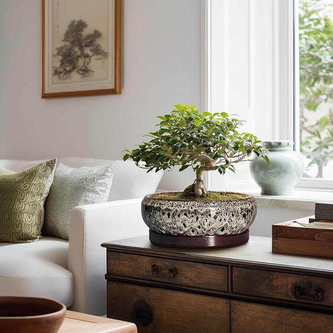 Succulent Pots 10 Inch - Ceramic Bonsai Pots with Drainage Hole and Tray, Large Succulent Planters, Shallow Planter Indoor, Round Planter Bowl, Window Decor, Gifts for Plant Lovers, White