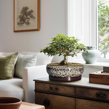 Succulent Pots 10 Inch - Ceramic Bonsai Pots with Drainage Hole and Tray, Large Succulent Planters, Shallow Planter Indoor, Round Planter Bowl, Window Decor, Gifts for Plant Lovers, White