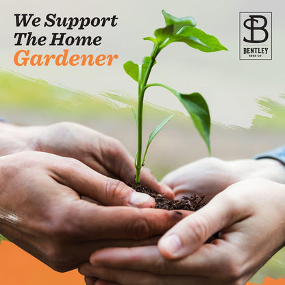 Bentley Seeds Old Glory Flower Mix - Pre Filled American Flag Seed Packets - 25 Annual Wildflower Seed Packs - Perfect Eco-Friendly Gift for DIY Gardeners or New Homeowners - Non GMO Seeds