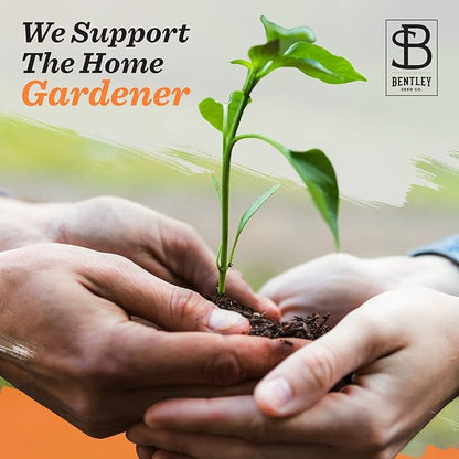 Bentley Seed Garden Variety Pack - Non-GMO Heirloom Vegetable Seeds for Planting - Assorted Herb Collection - 11 Herb Packets