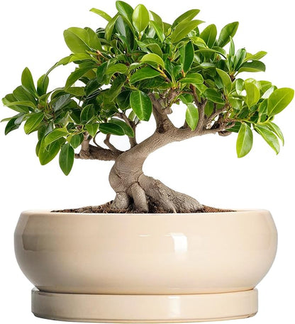 Bonsai Pots - 10 Inch Ceramic Succulent Planters Indoor Outdoor, Bonsai Planters with Drainage Hole and Saucer, Round Shallow Planter, Bowl Planter, House Decor, Gifts for Plant Lover, Beige